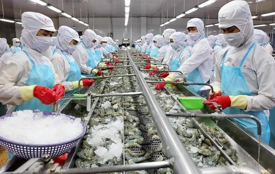 Vụ kiện chống trợ cấp tại Mỹ ảnh hưởng đến việc xuất khẩu tôm của Sao Ta