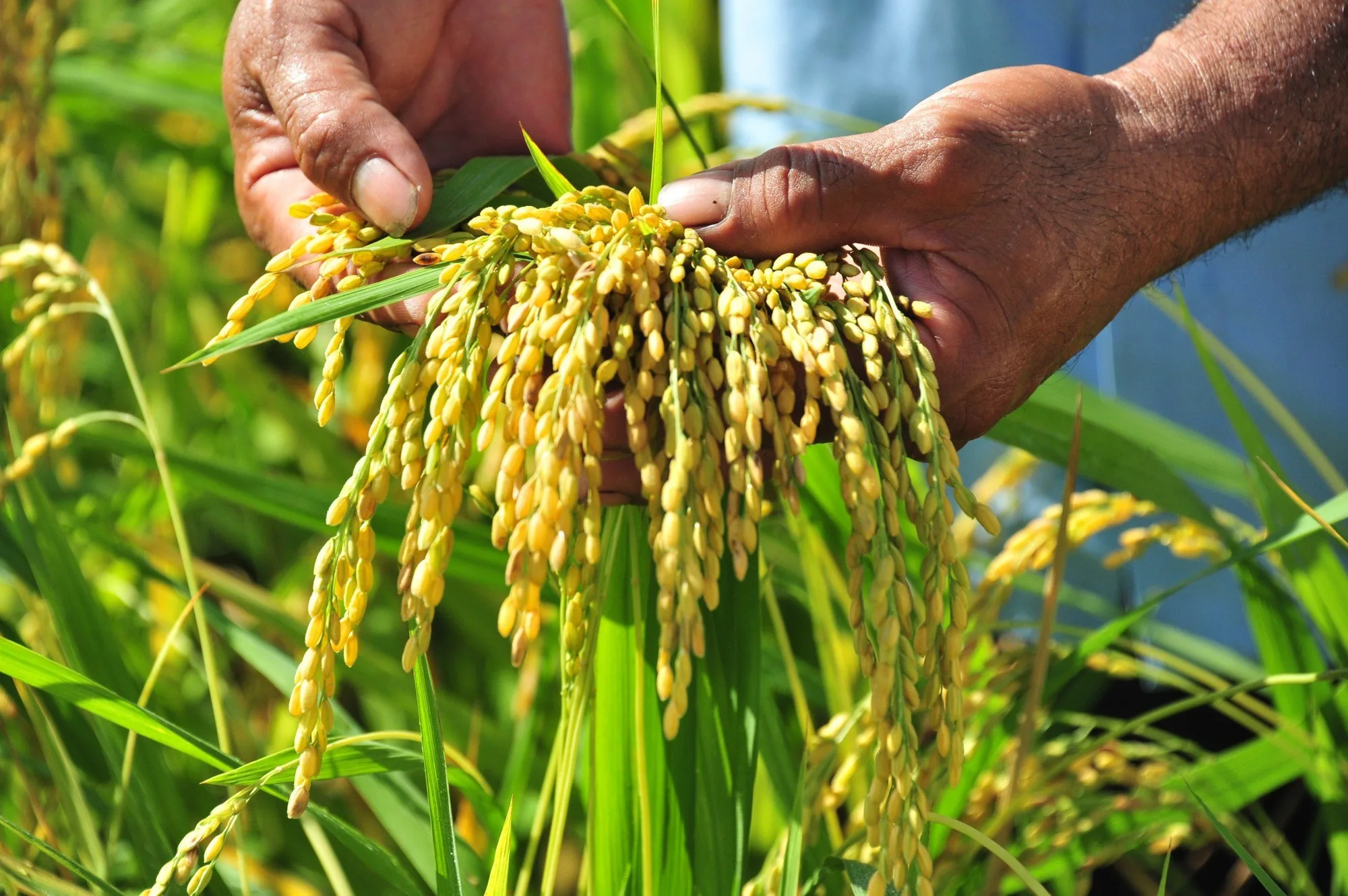 Nhật Bản khủng hoảng giá gạo 1 Nhat Ban khung hoang gia gao