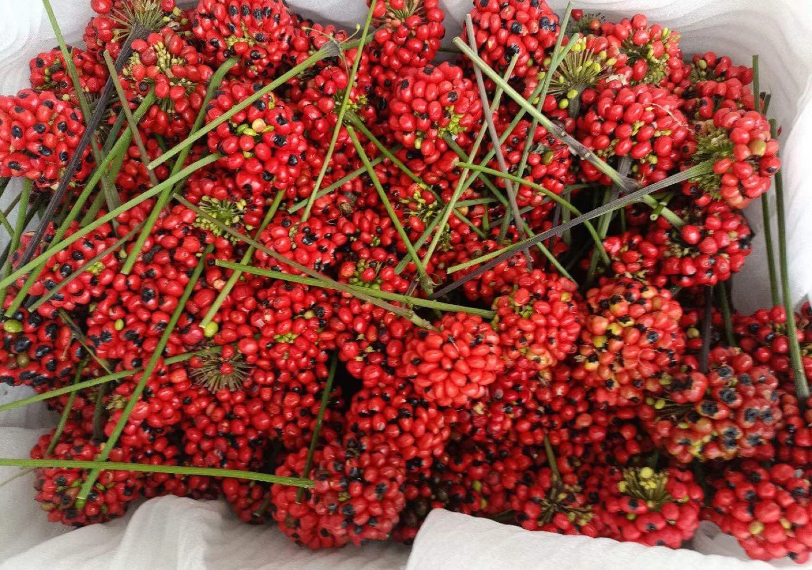 Giá hạt sâm "Ngọc Linh" giảm mạnh 3 Sâm