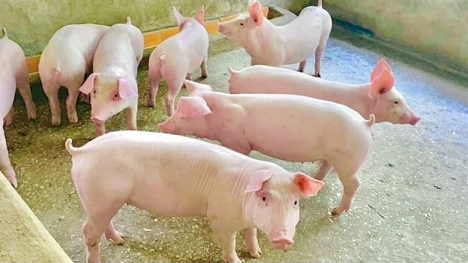 Giá heo hơi tăng cao kỷ lục trong 5 năm 1 Heo hơi