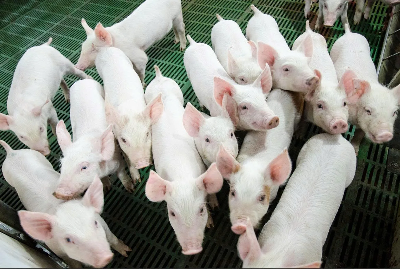 Nông nghiệp Hòa Phát chuẩn bị IPO: “Át chủ bài” mới của tập đoàn thép số một 1 Cong ty co phan Phat trien Nong nghiep Hoa Phat – cong ty con do Tap doan Hoa Phat