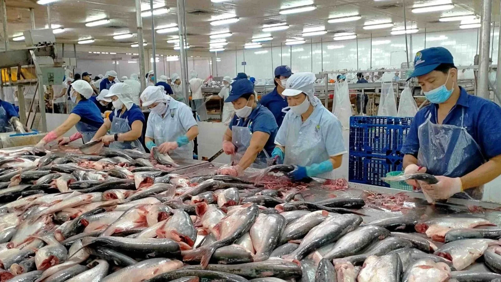 Nam Việt (ANV) kéo dài đà tăng trưởng: Động thái thoái vốn của tổng giám đốc 1 congluan cdn.congluan.vn files content 2024 06 19 thi gia nam viet anv vua tang 19 lanh dao lien ban 100000 co phieu 133642187