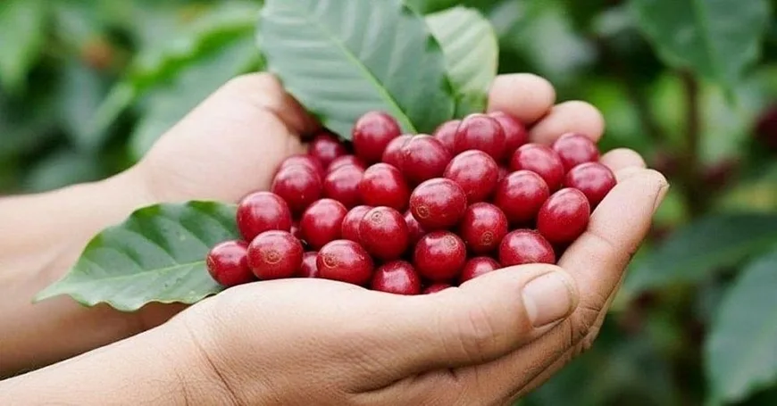 Những biến động mới trên thị trường cà phê và tác động từ chính sách quốc tế 1 Những biến động mới trên thị trường cà phê và tác động từ chính sách quốc tế