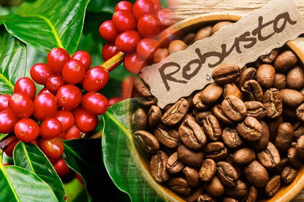 Việt Nam với thách thức mới khi Brazil đẩy mạnh cà phê Robusta chất lượng cao 1 image 4