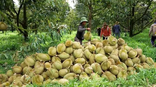 Hải quan ưu tiên thông quan nông sản xuất khẩu 1 sau rieng